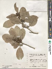 Ilex lundii image