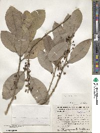 Ilex lundii image