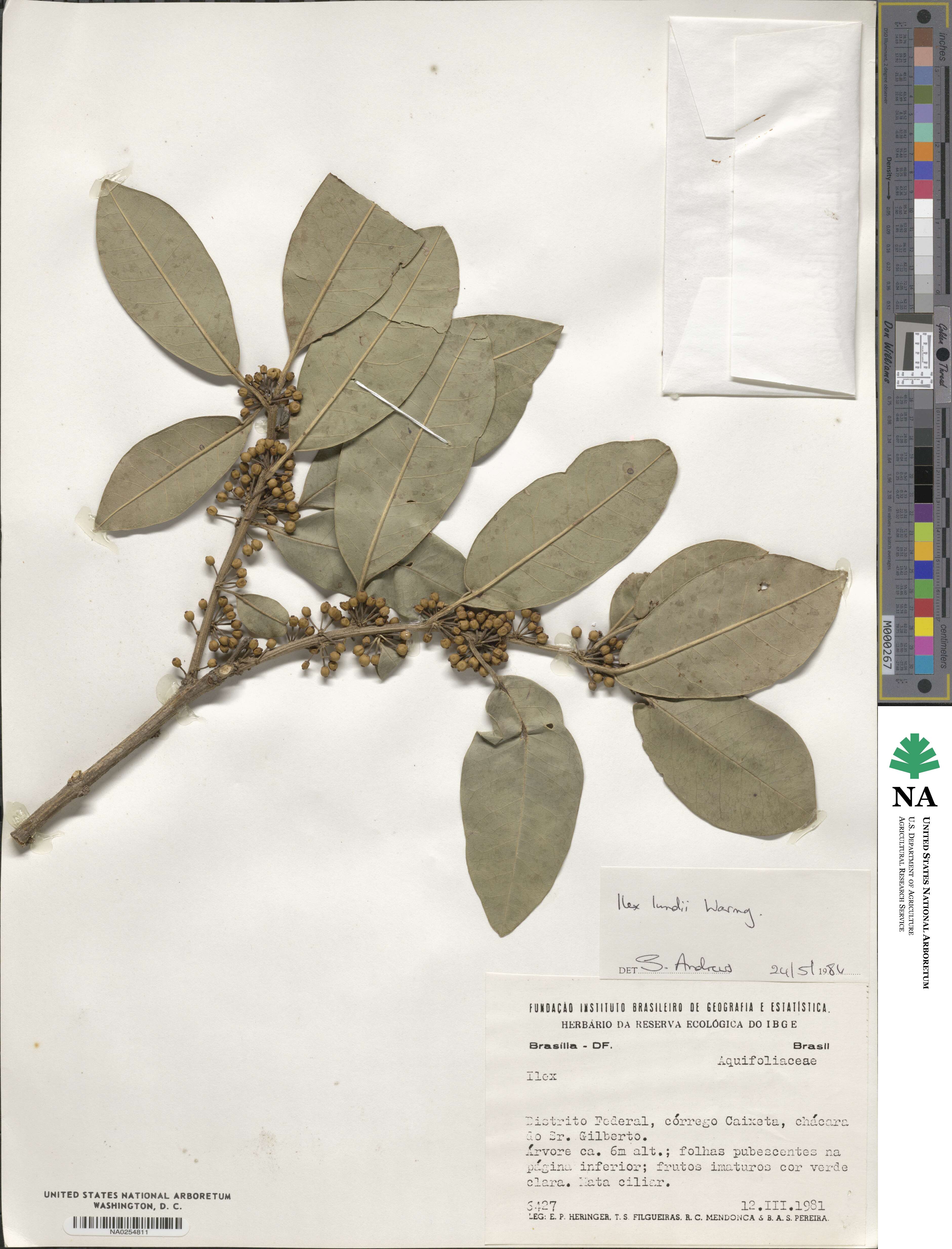 Ilex lundii image