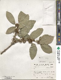 Ilex lundii image