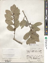 Ilex lundii image