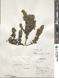 Ilex microphylla image