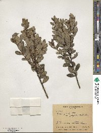 Ilex myricoides image