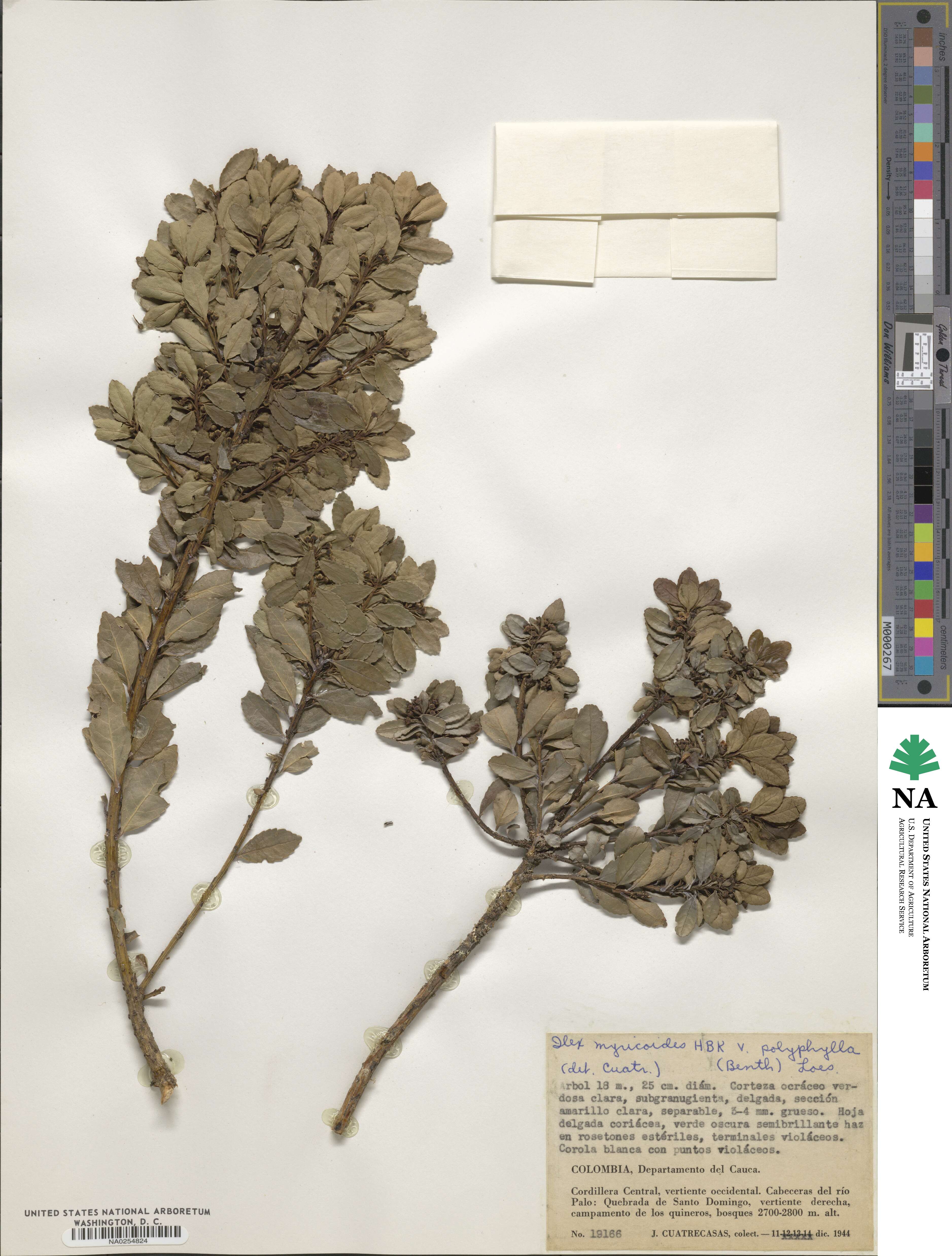 Ilex myricoides image