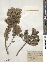 Ilex myricoides image