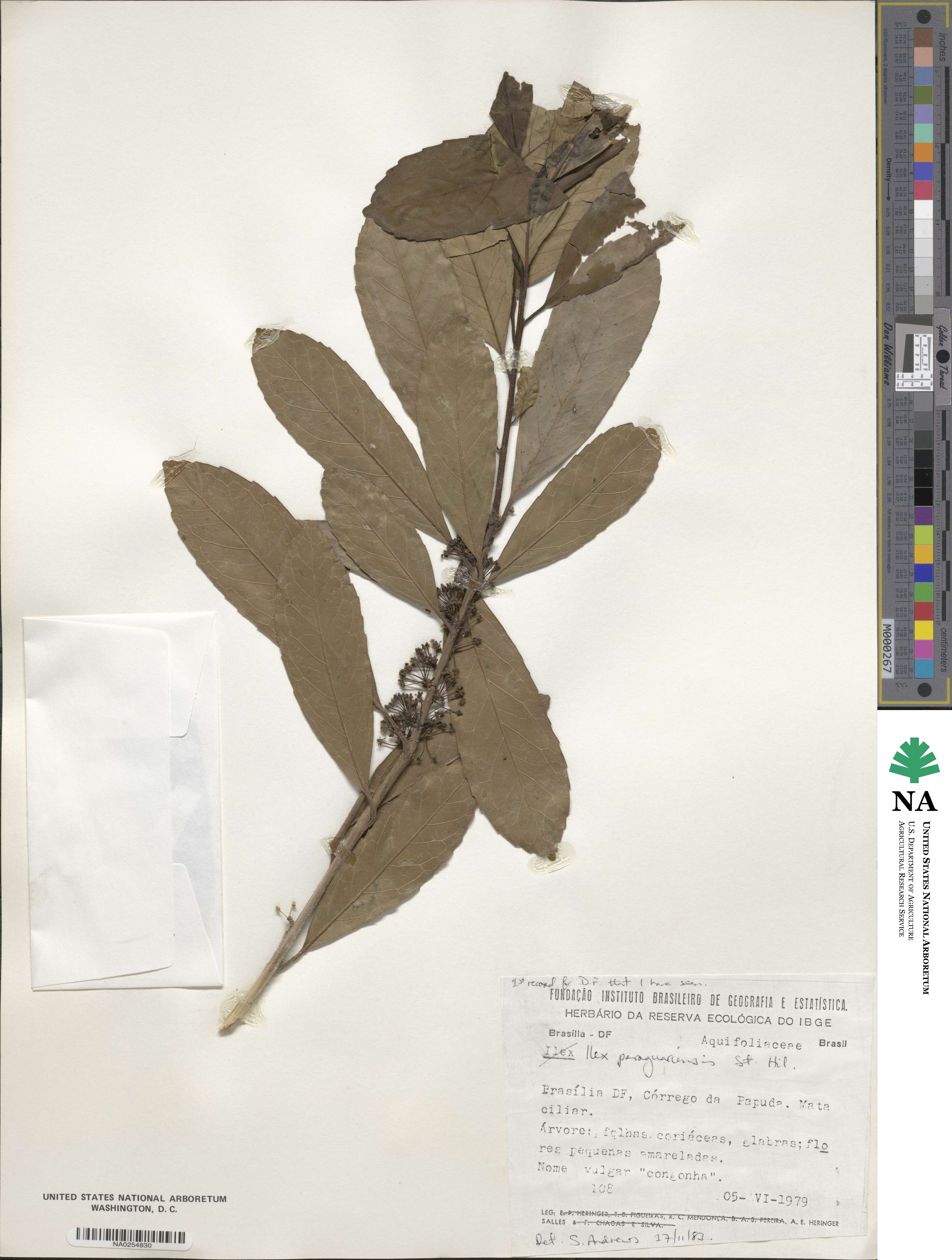 Ilex paraguariensis image