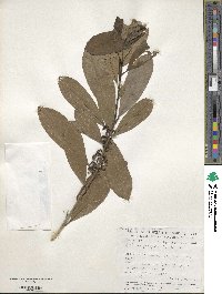 Ilex paraguariensis image