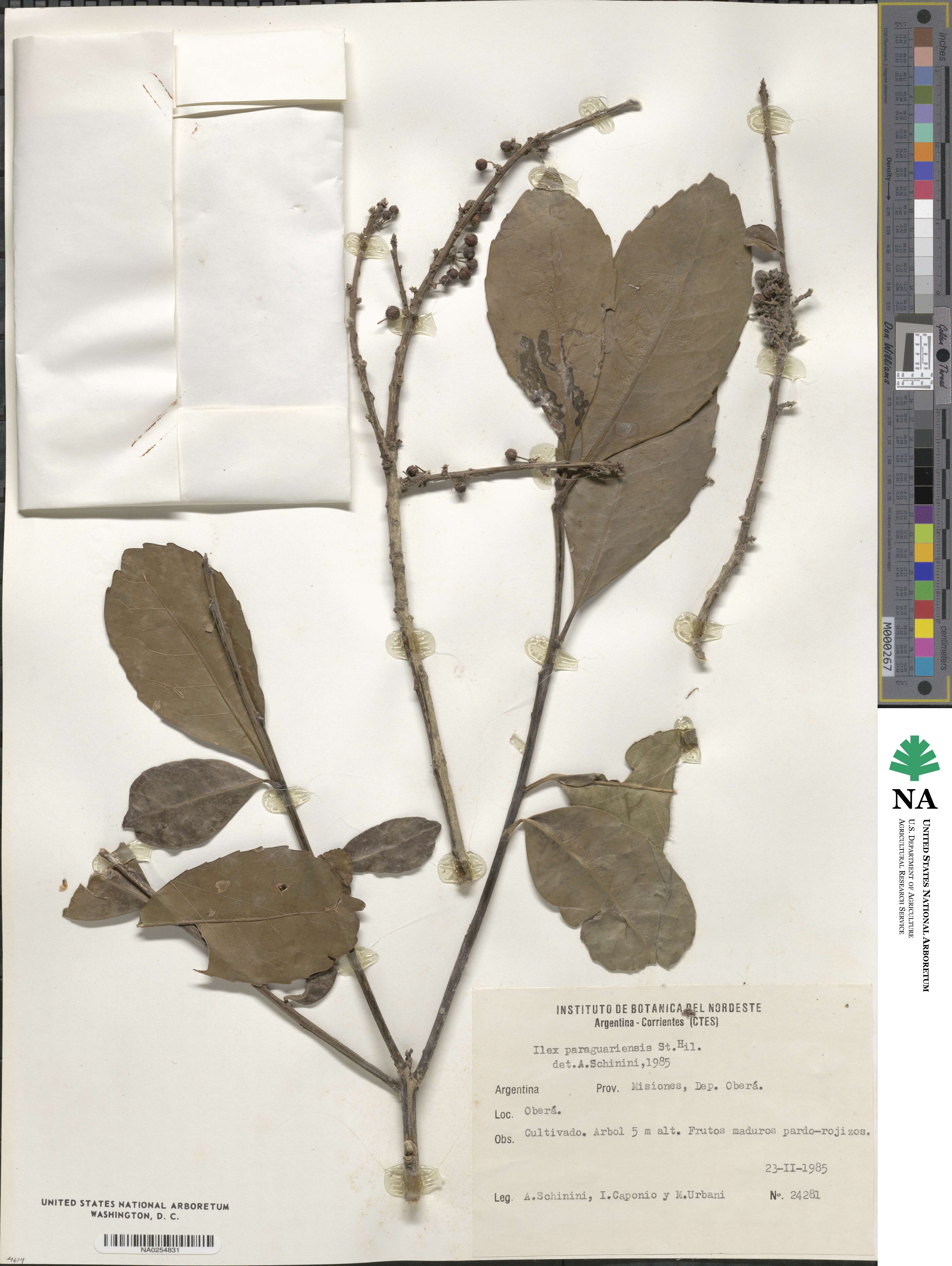 Ilex paraguariensis image