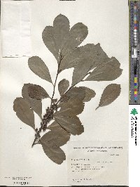 Ilex paraguariensis image