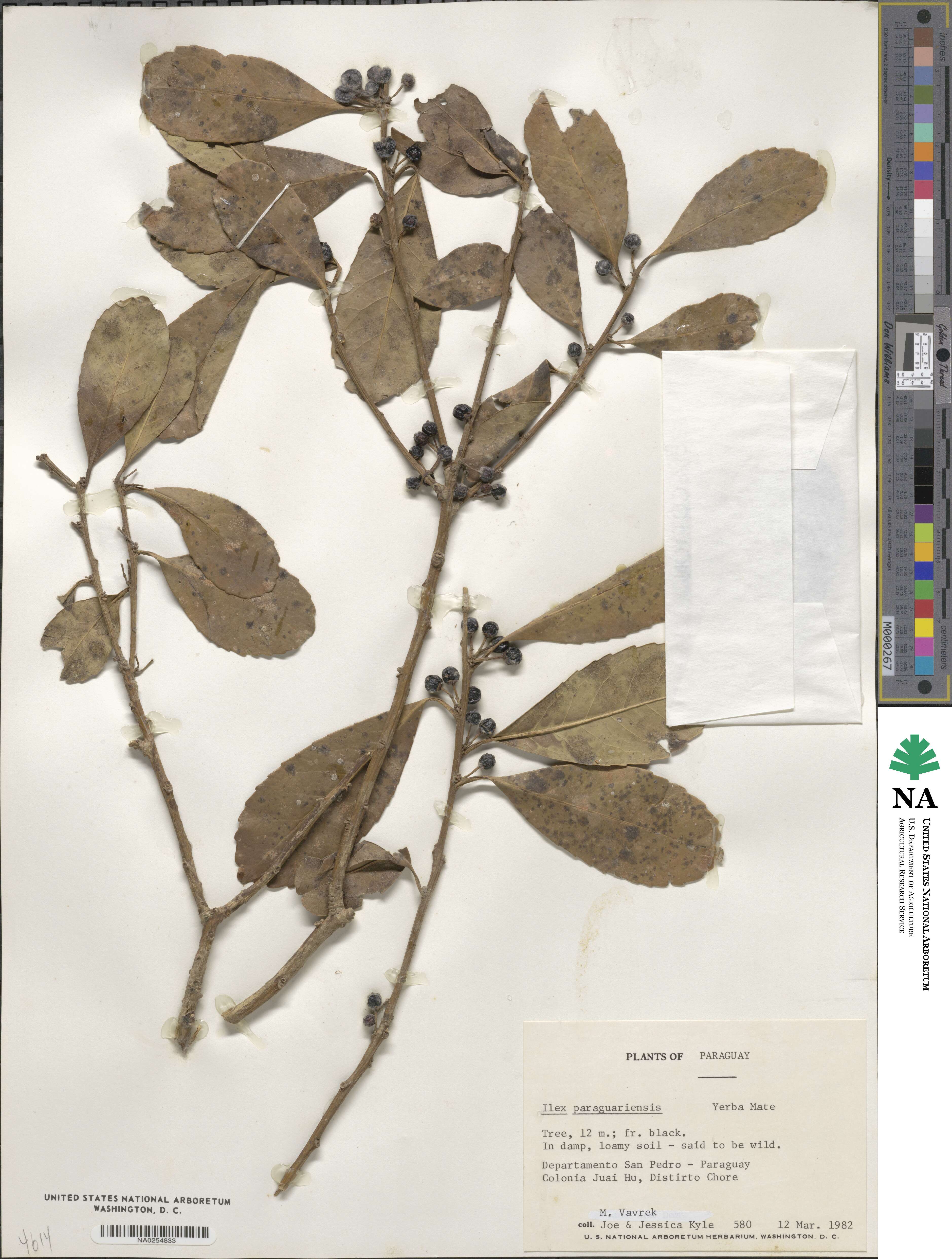 Ilex paraguariensis image