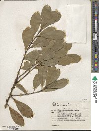 Ilex paraguariensis image