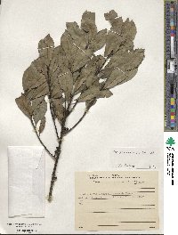 Ilex paraguariensis image