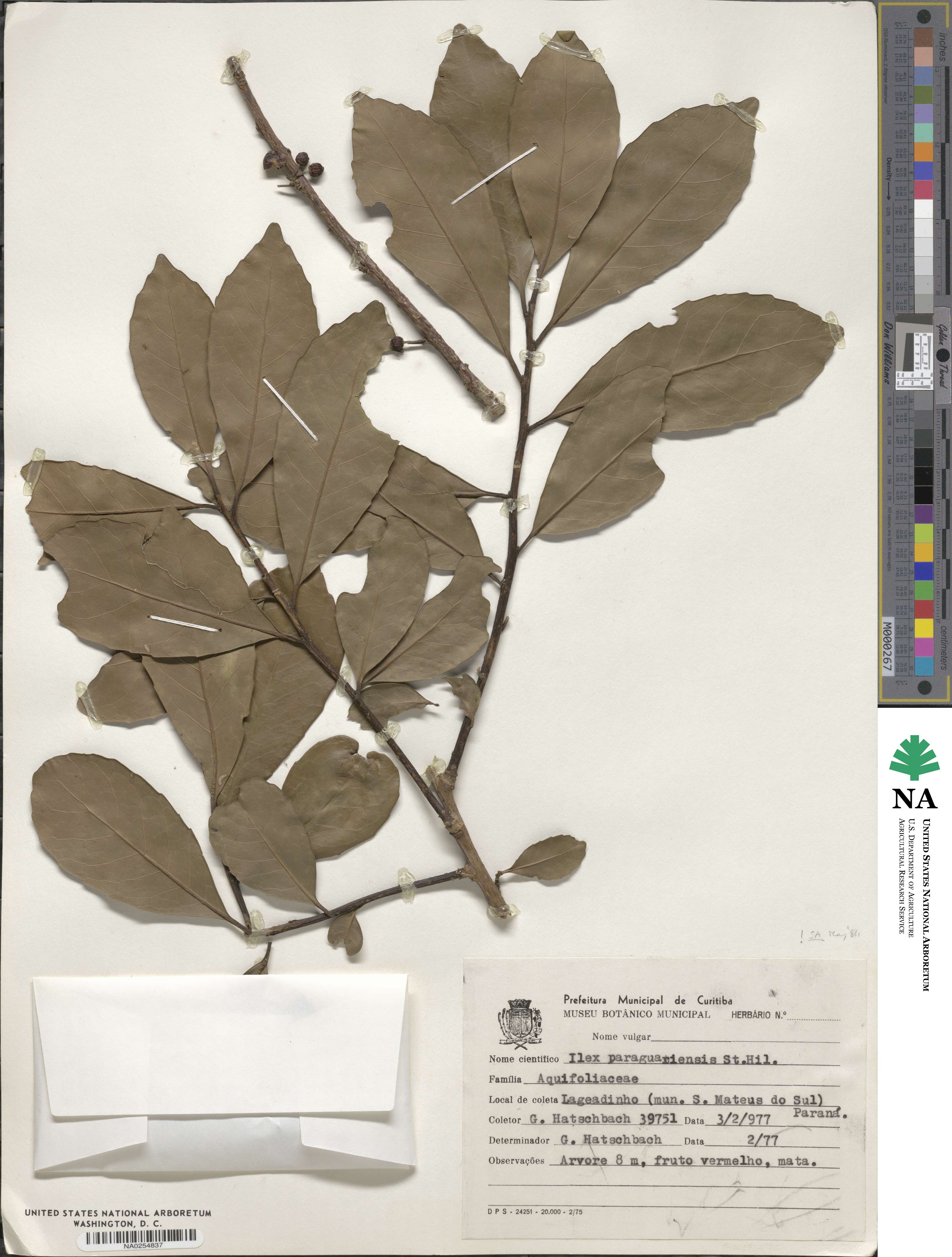 Ilex paraguariensis image