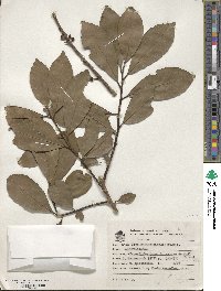 Ilex paraguariensis image