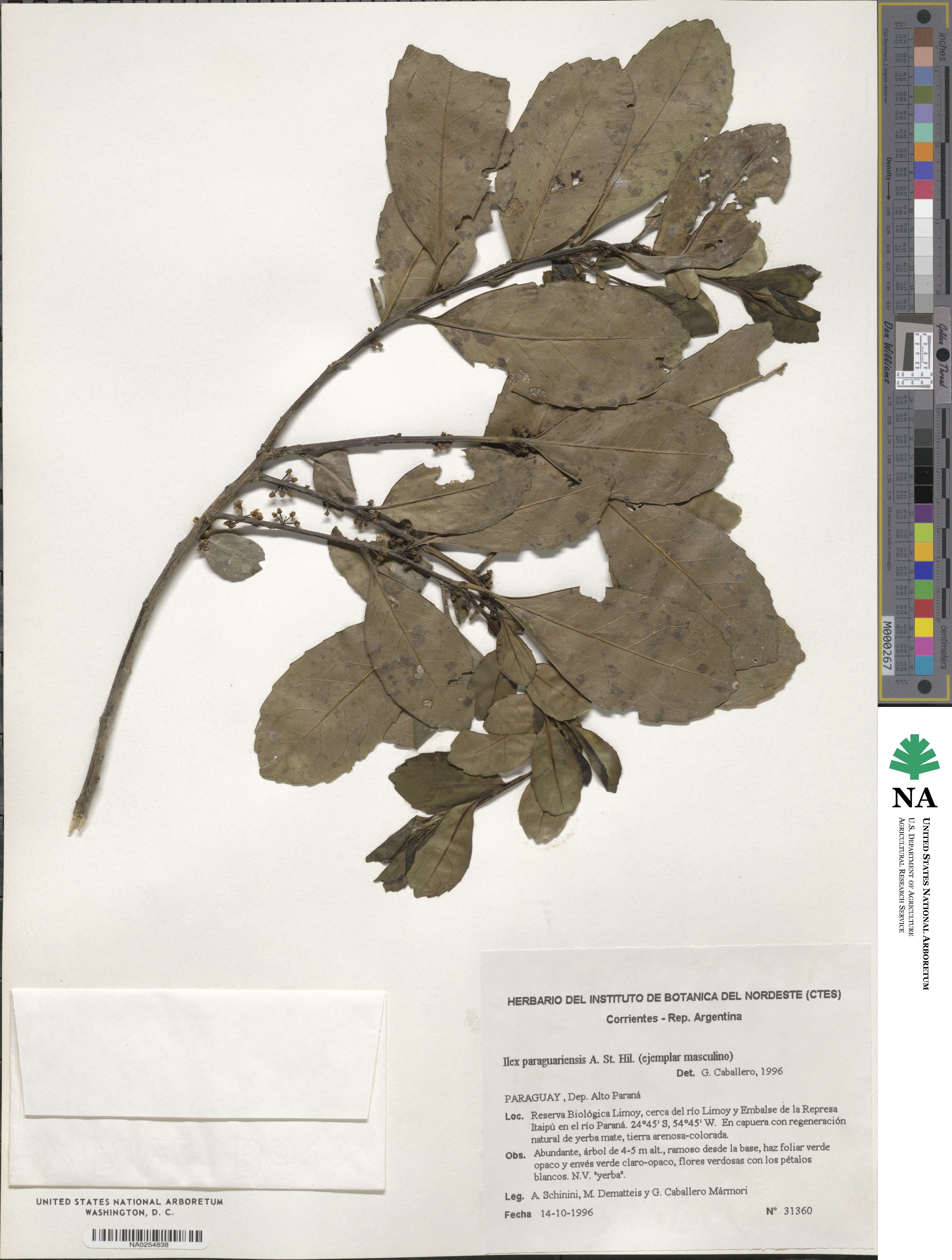 Ilex paraguariensis image