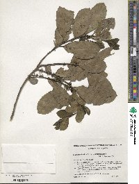 Ilex paraguariensis image