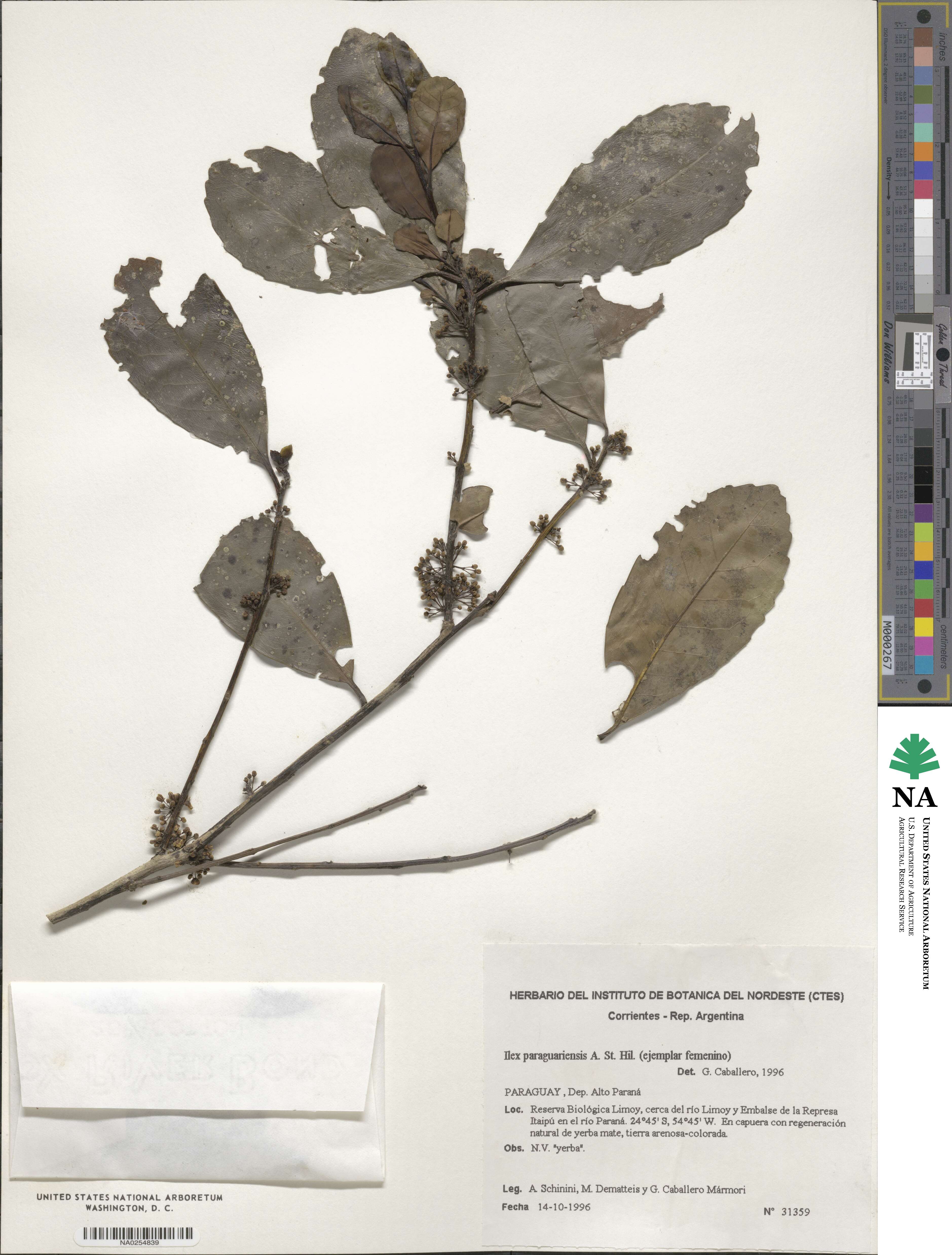 Ilex paraguariensis image