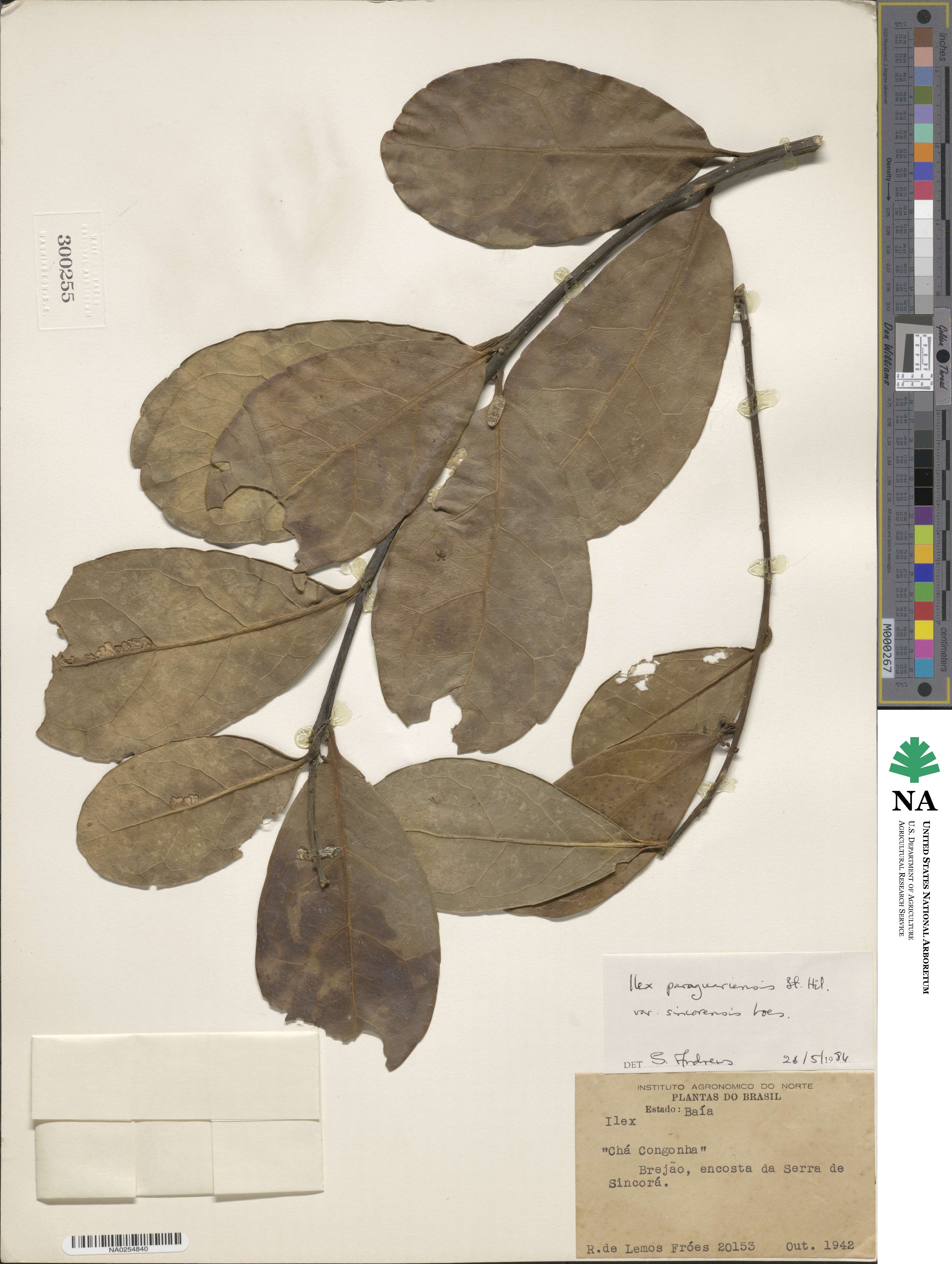 Ilex paraguariensis var. sincorensis image