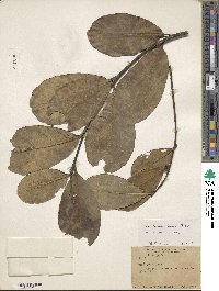 Ilex paraguariensis image