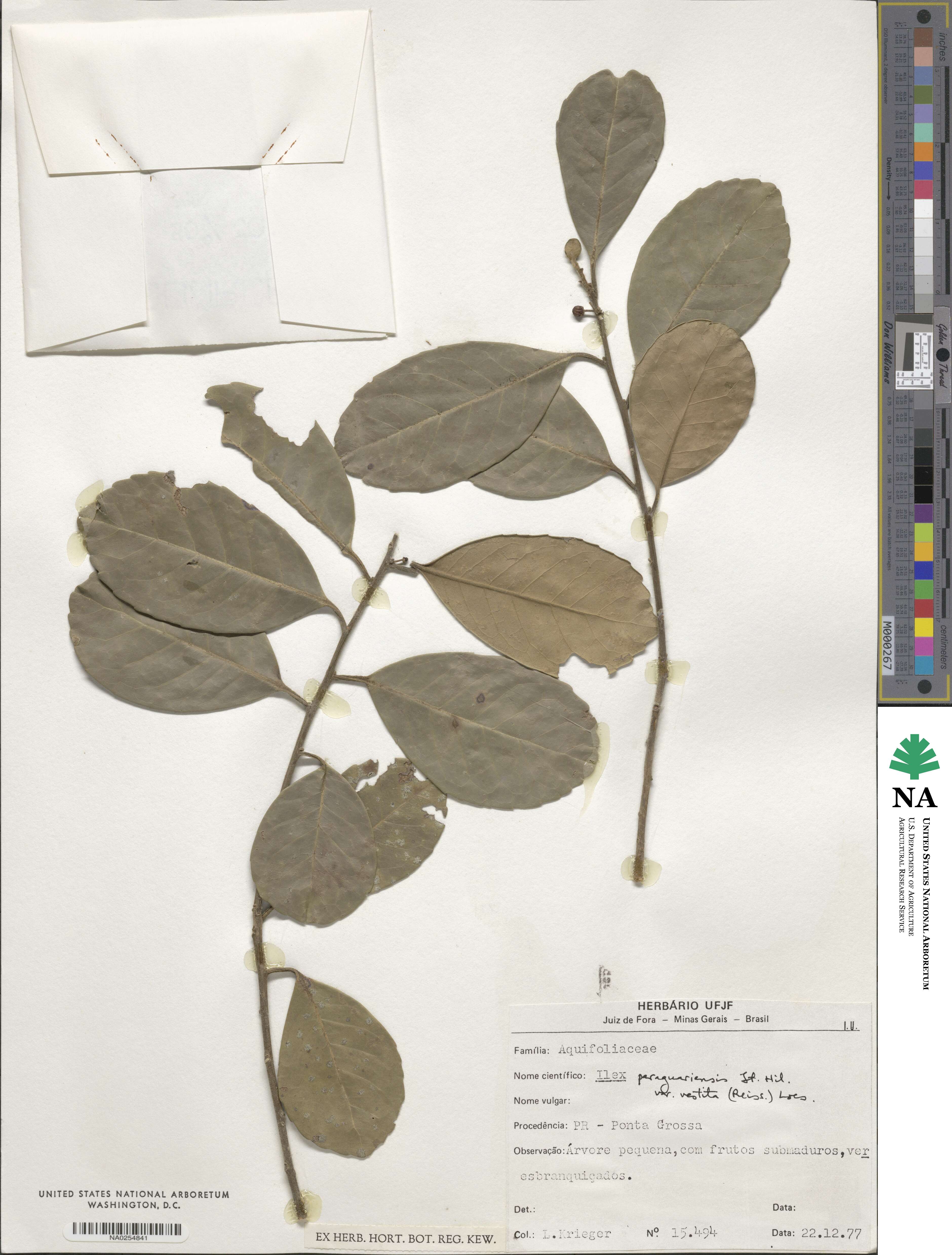 Ilex paraguariensis image