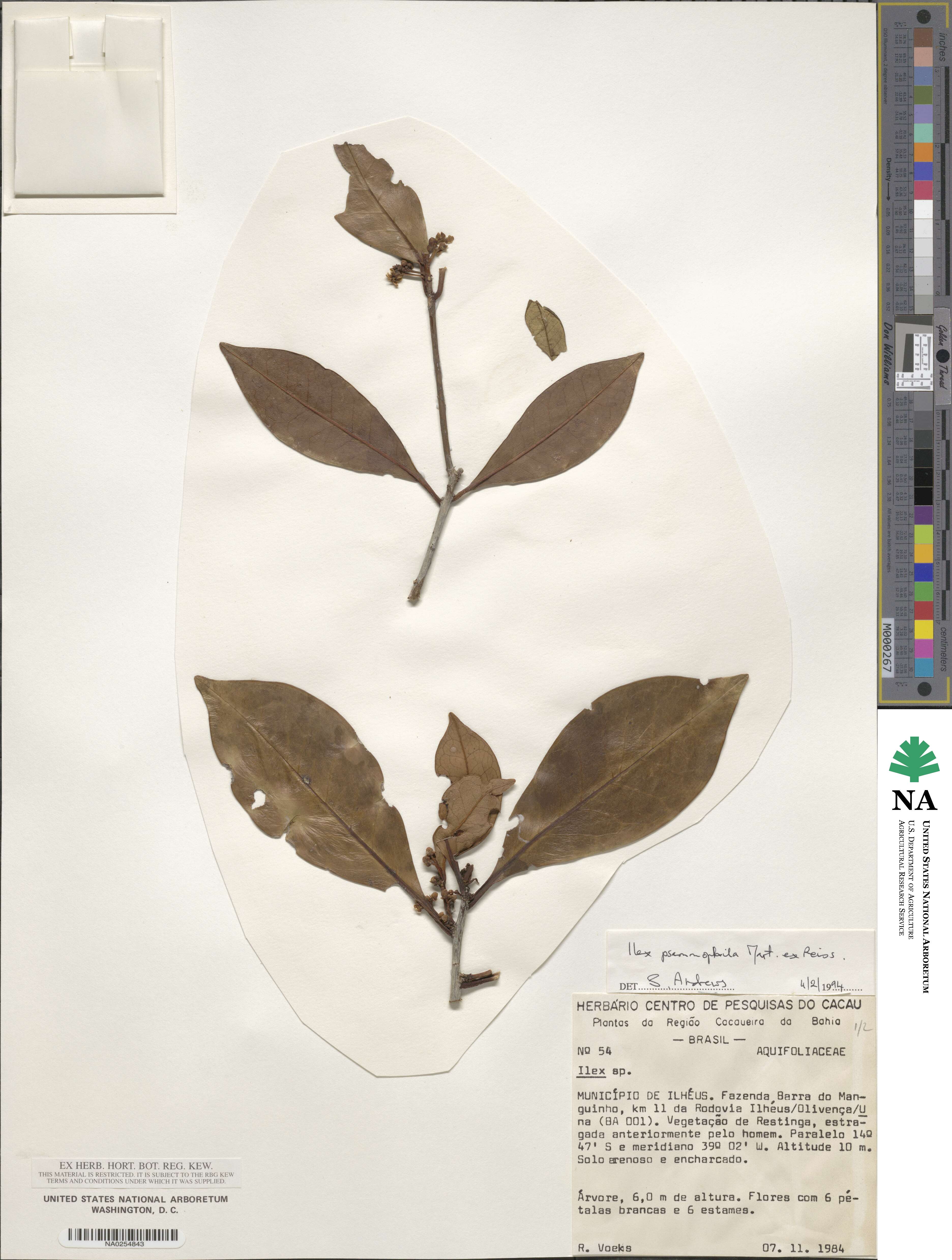 Ilex psammophila image