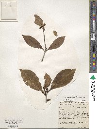 Ilex psammophila image