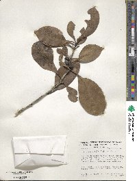 Ilex psammophila image