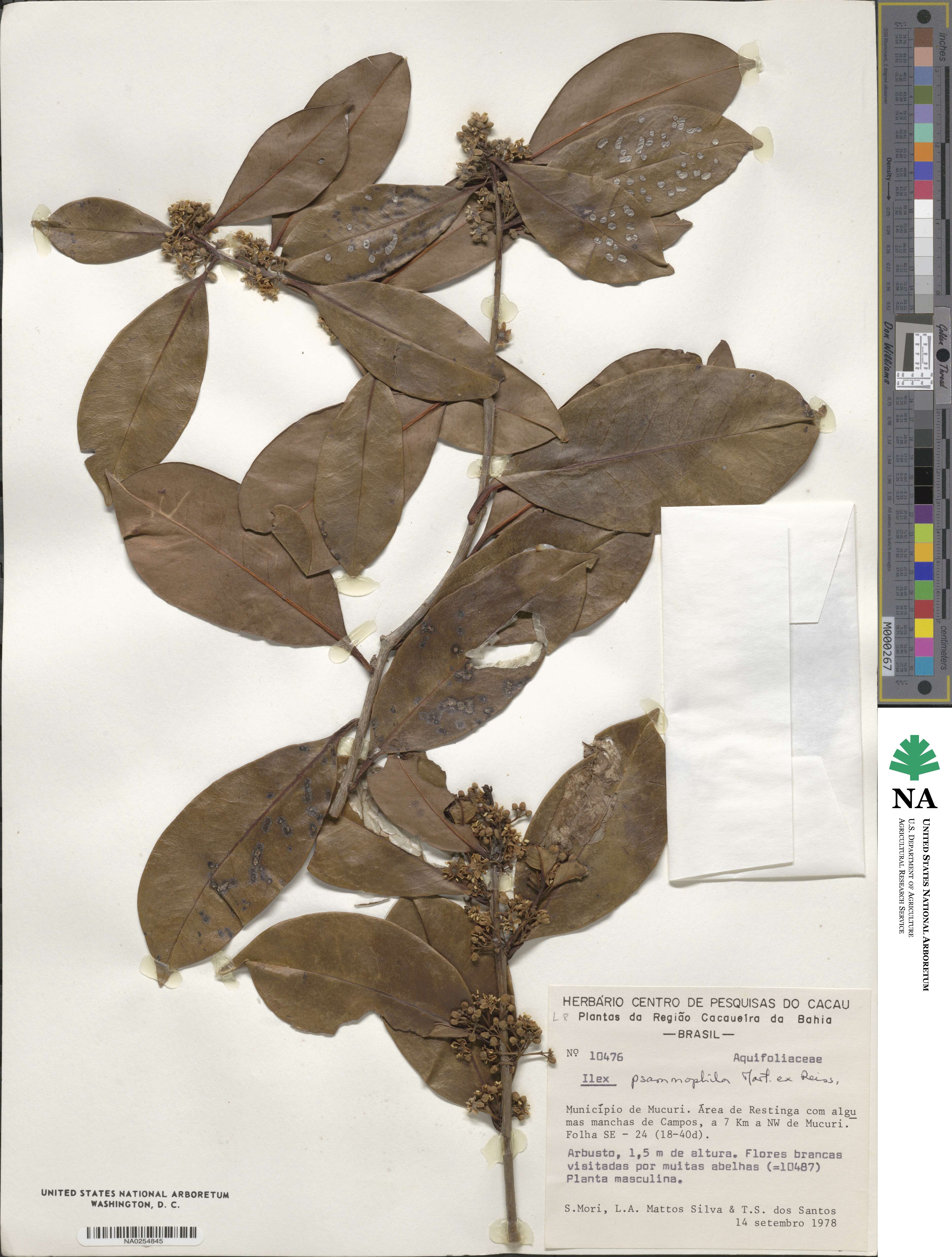 Ilex psammophila image