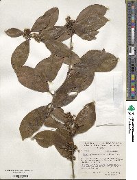 Ilex psammophila image