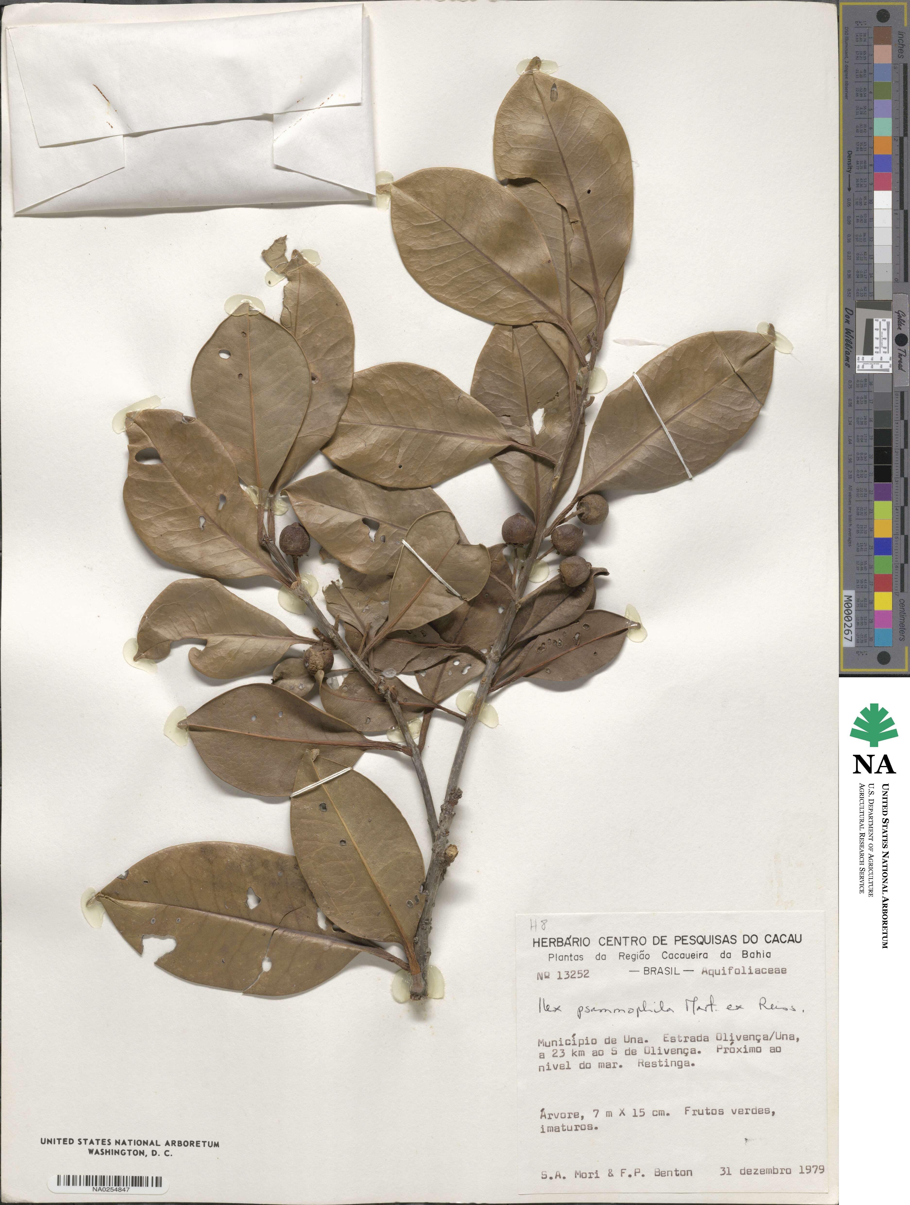 Ilex psammophila image