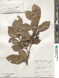 Ilex psammophila image