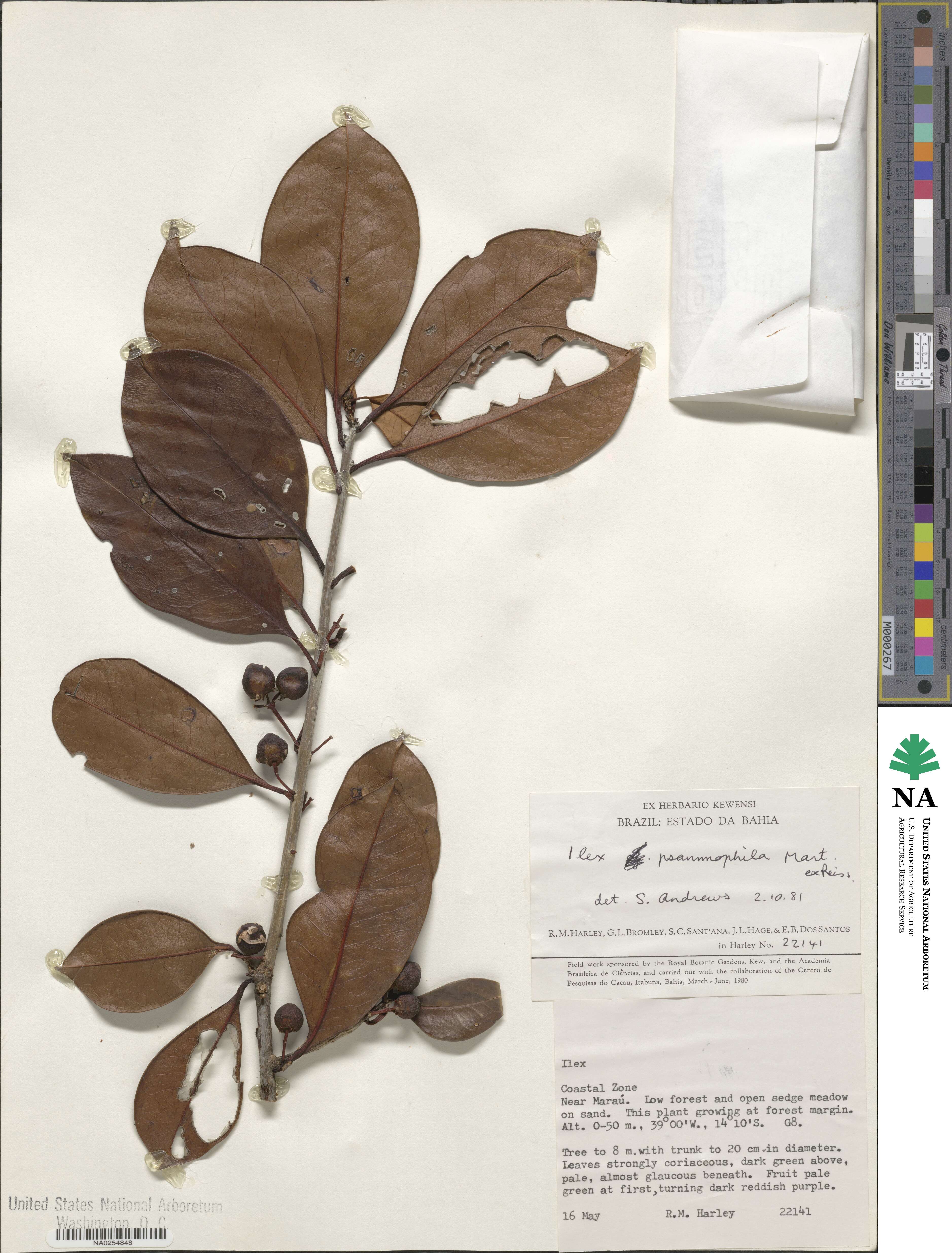 Ilex psammophila image