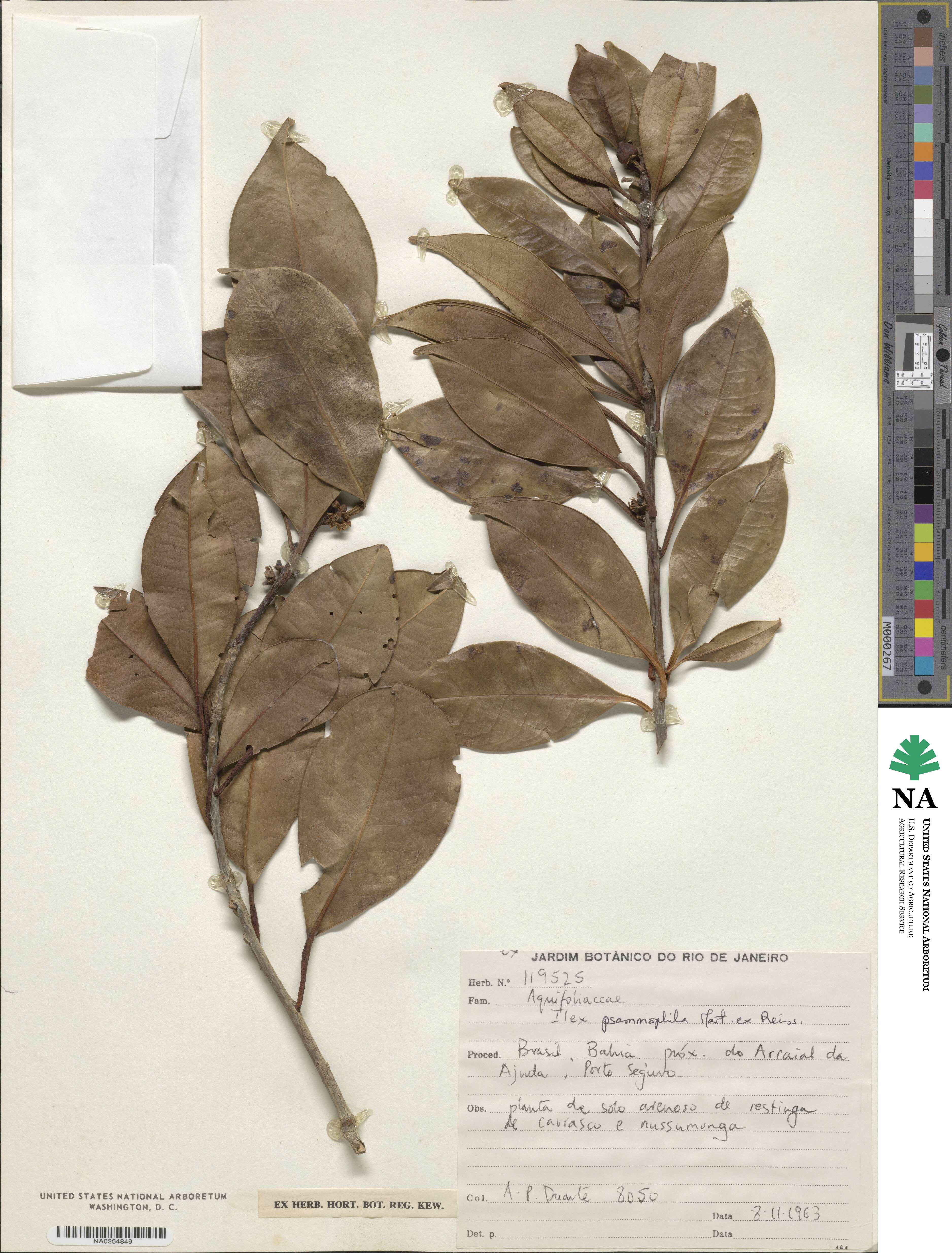 Ilex psammophila image