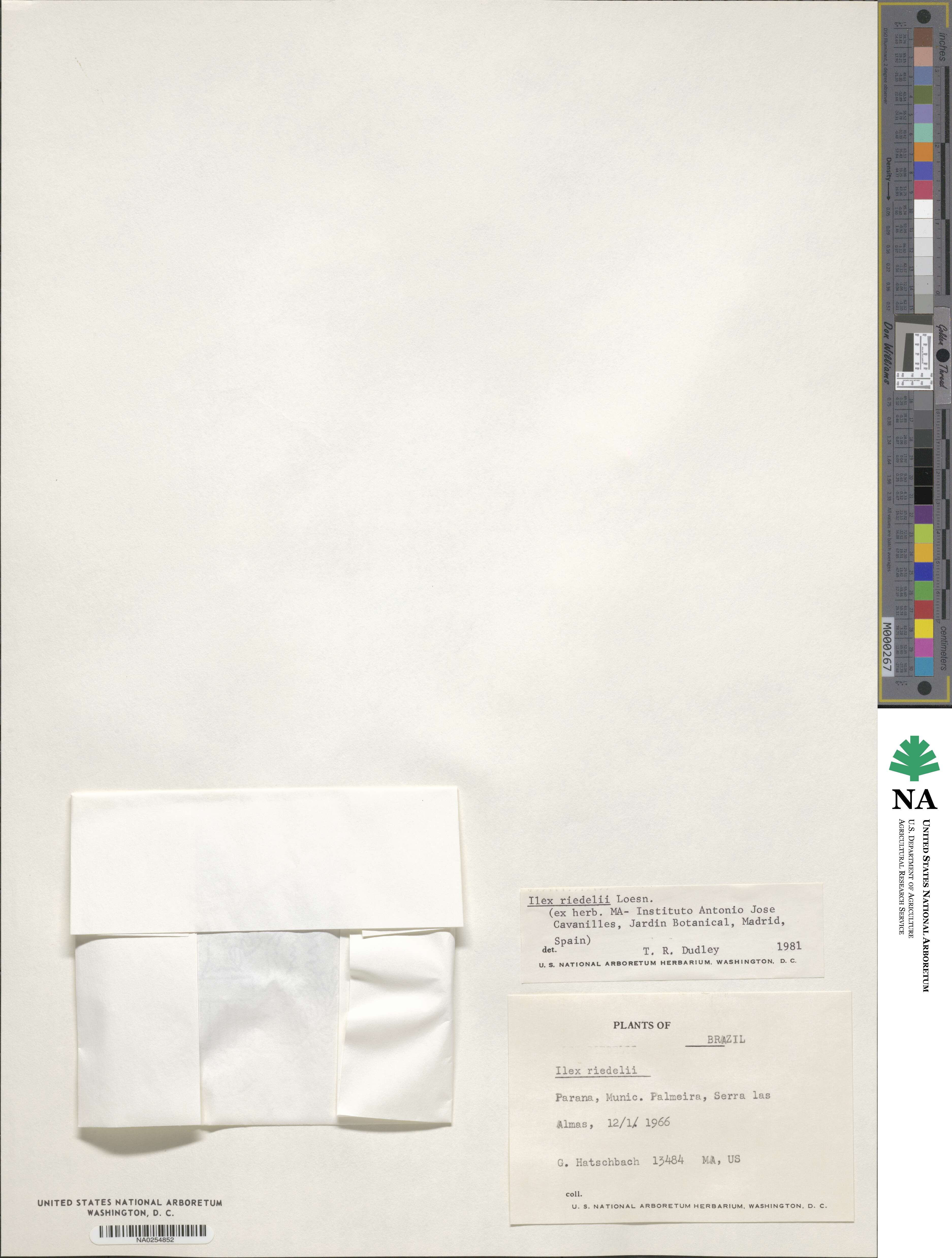 Ilex riedlaei image