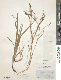 Carex gracillima image