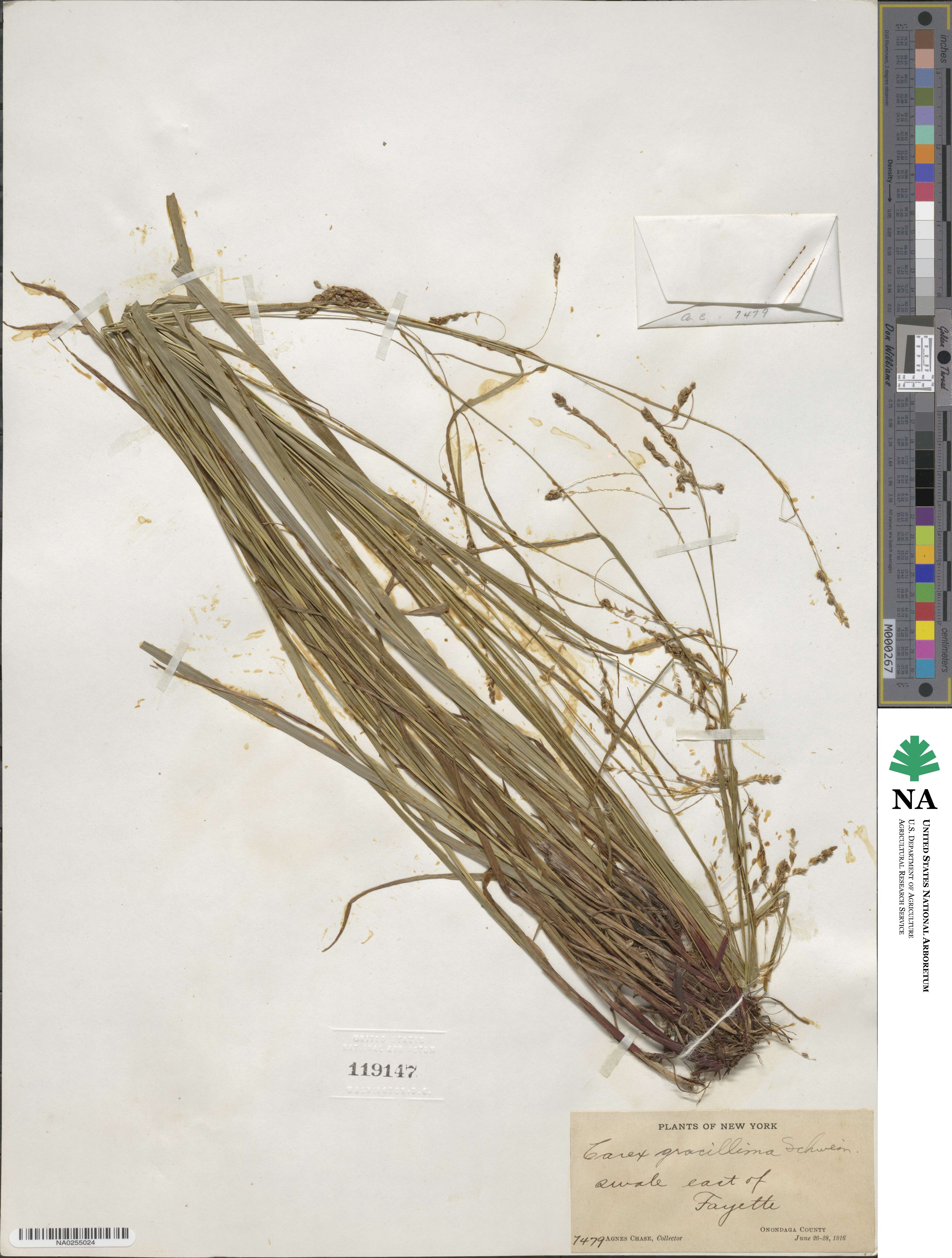 Carex gracillima image
