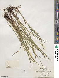 Carex gracillima image