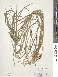 Carex granularis image