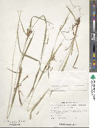 Carex granularis image