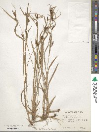 Carex granularis image