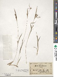 Carex granularis image