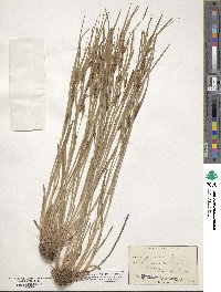 Carex granularis image