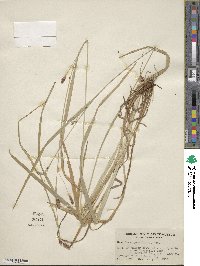 Carex granularis image