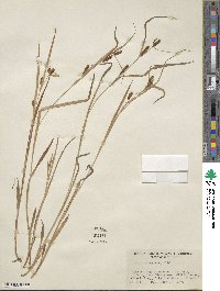 Carex granularis image