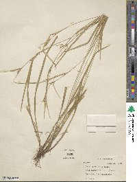 Carex granularis image