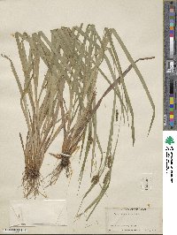 Carex granularis image