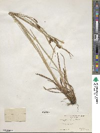 Carex granularis image