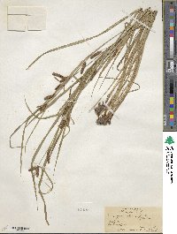 Carex granularis image