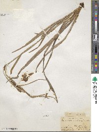 Carex granularis image