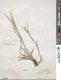 Carex granularis image